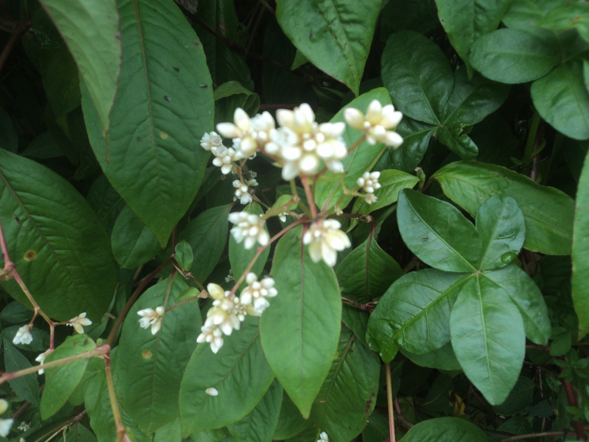 Persicaria